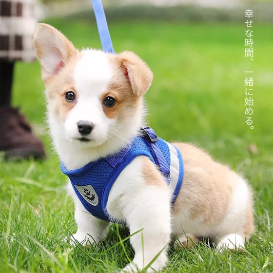 背心式狗狗牵引绳中小型犬猫咪牵引绳柯基背带防挣脱狗链子遛狗绳 (有码数）